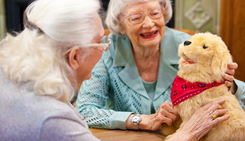 Companion Pups