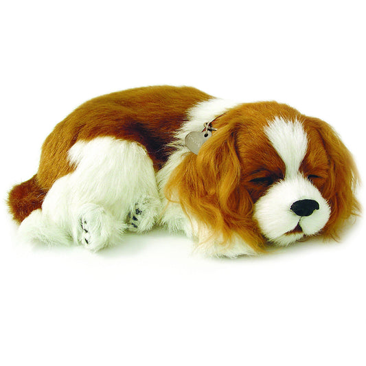 Cavalier King Charles